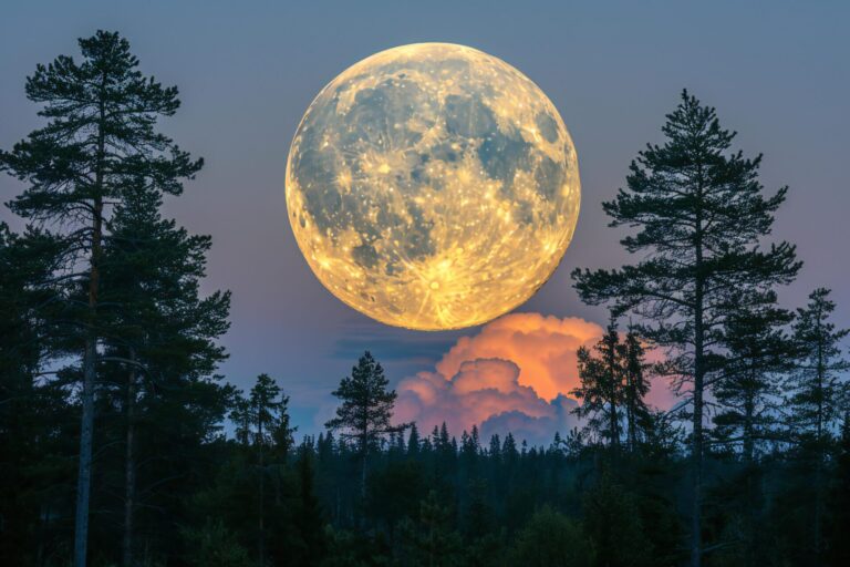 photo full moon setting pine trees dusk muted colors atmospheric clouds