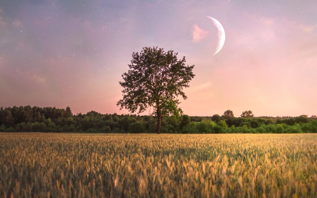 single tree field moon it